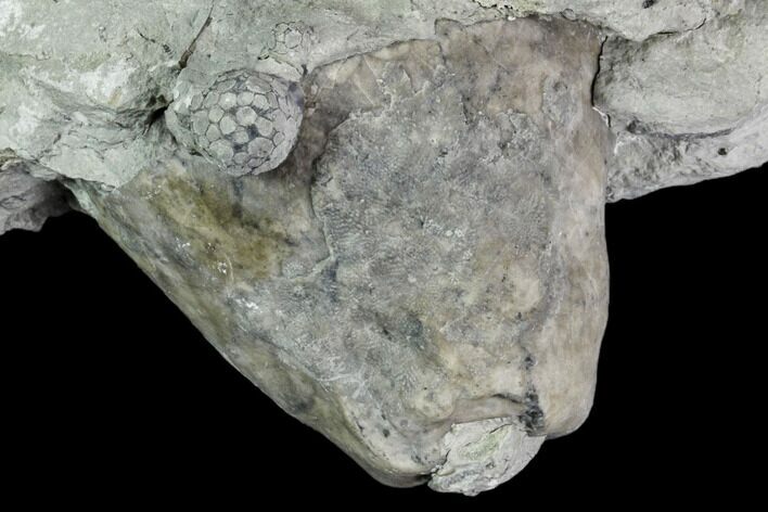 Fossil Crinoid (Eucalyptocrinus) Calyx - Indiana #110789